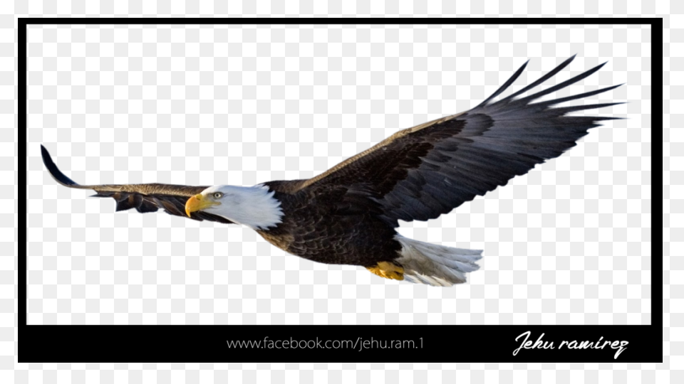 Bald Eagle Clipart. Free Download T