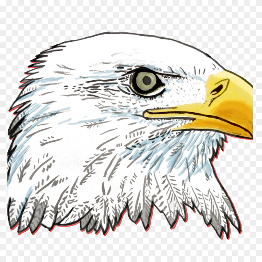Bald Eagle Clipart. Free Download T