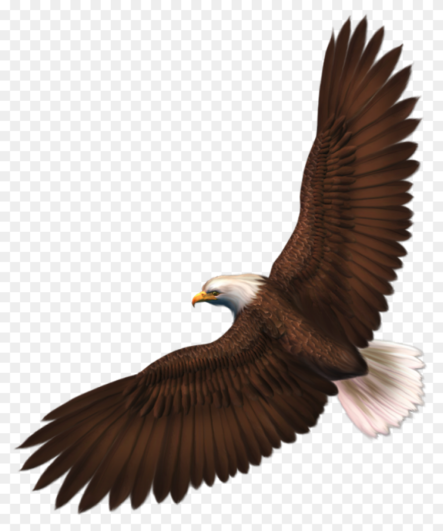 Bald Eagle Clipart. Free Download T