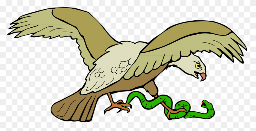 Bald Eagle Clipart. Free Download T