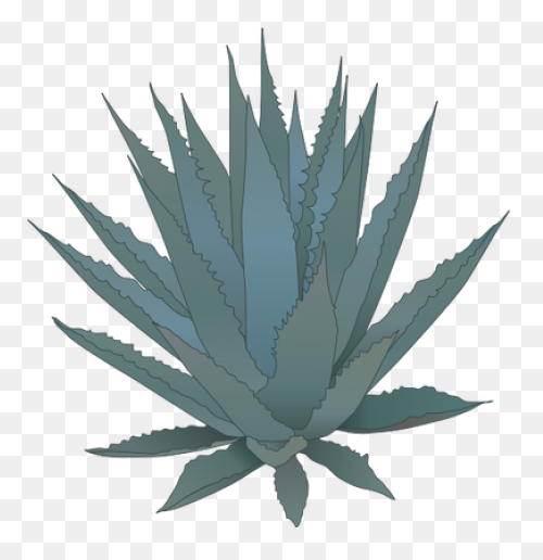 Blue Agave Plant | Blue Agave Plant