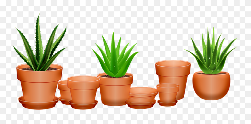 Blue Agave Plant | Blue Agave Plant