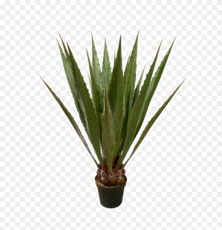 Blue Agave Plant | Blue Agave Plant