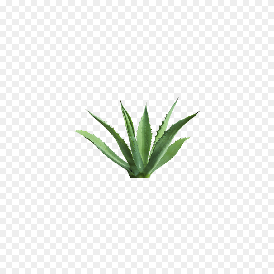 Blue Agave Plant | Blue Agave Plant