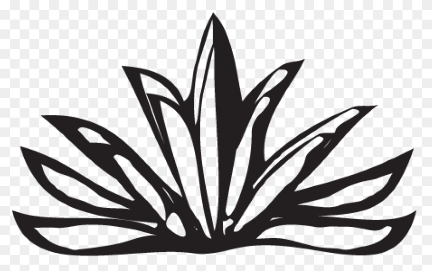 Blue Agave Plant | Blue Agave Plant