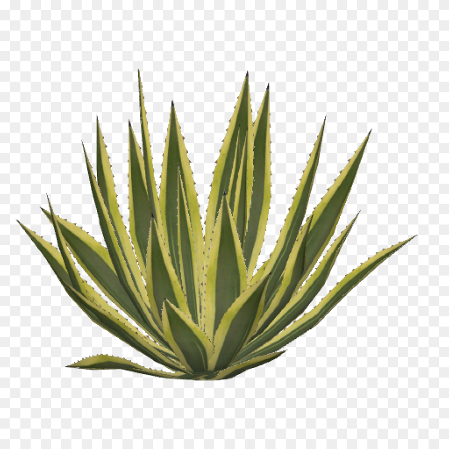 Blue Agave Plant | Blue Agave Plant