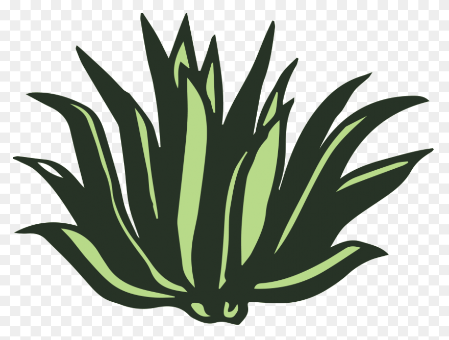 Agave Clipart Full Size Clipart - Agave