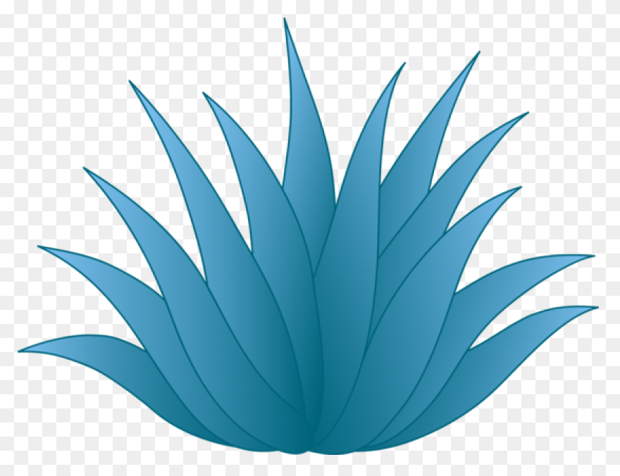 Blue Agave Plant | Blue - Agave