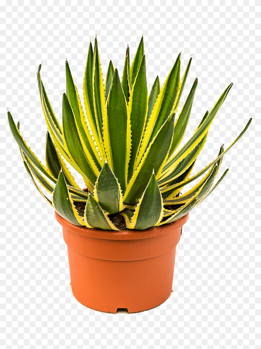 Blue Agave Plant | Blue Agave Plant
