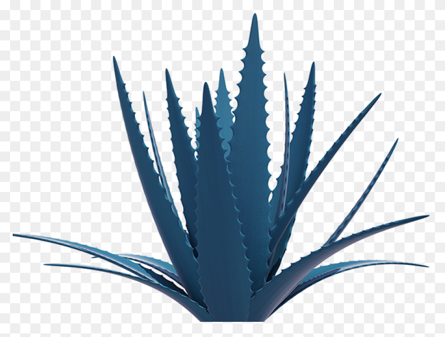 Blue Agave Plant | Blue Agave Plant
