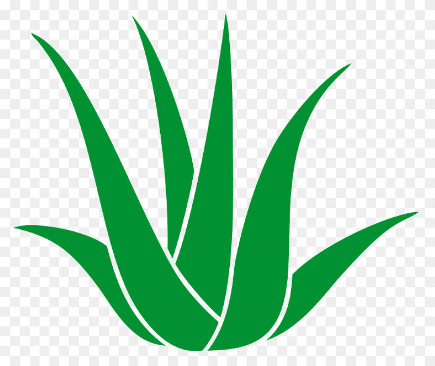 Blue Agave Plant | Blue Agave Plant