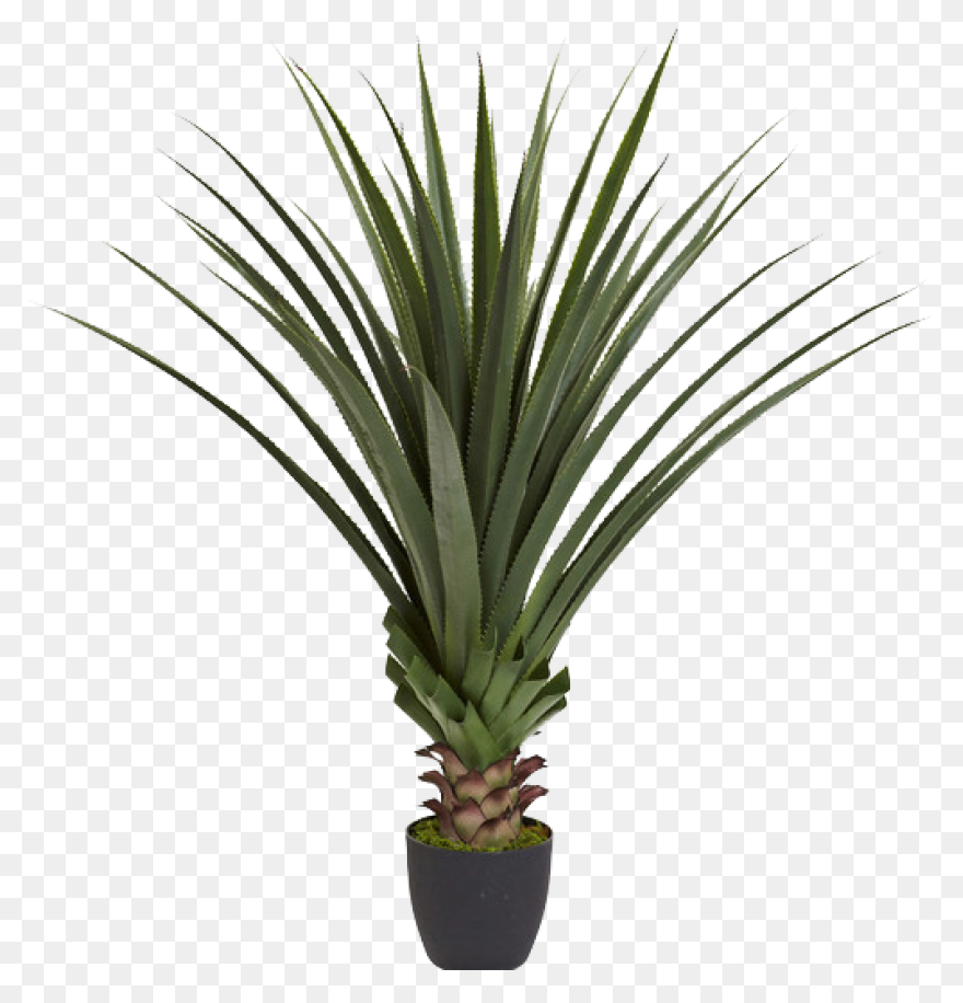 Blue Agave Plant | Blue Agave Plant