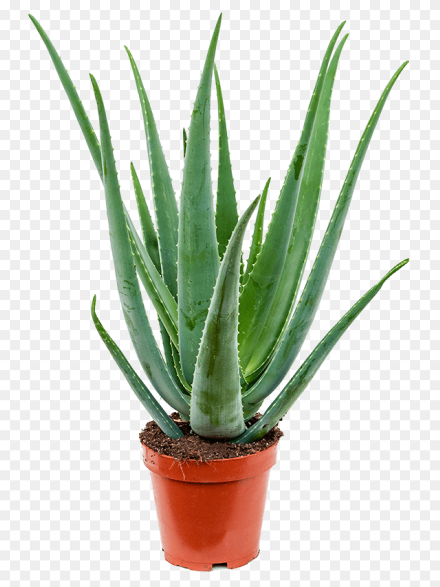 Aloe Vera, Botanical, Cactus, Succu