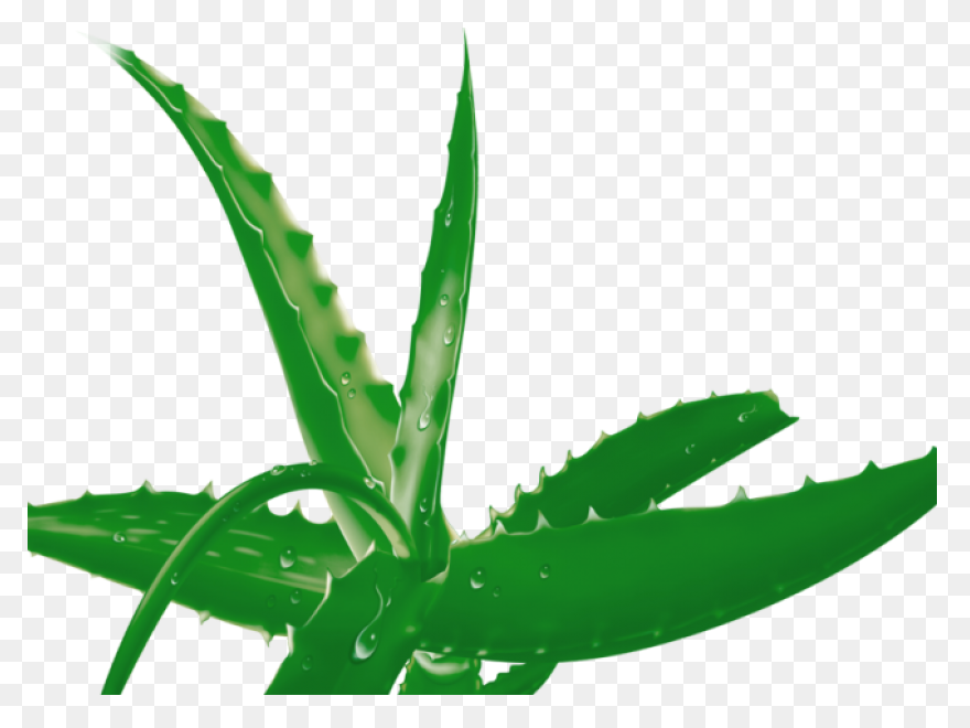 Aloe Clipart Terrestrial Plant Aloe - Aloe Vera