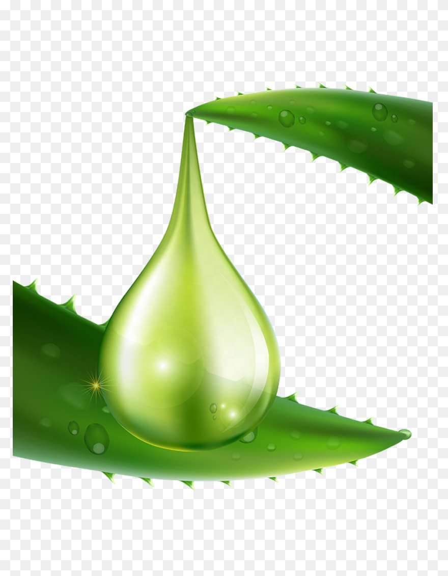 Aloe Vera, Botanical, Cactus, Succu