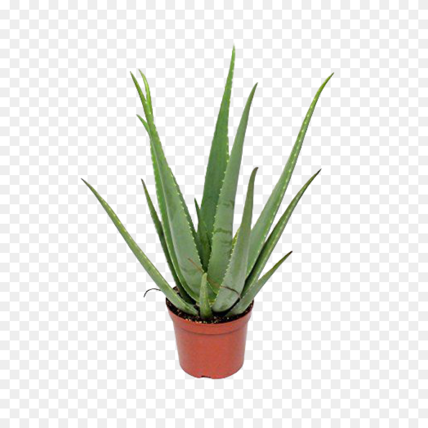 Aloe Vera, Botanical, Cactus, Succu