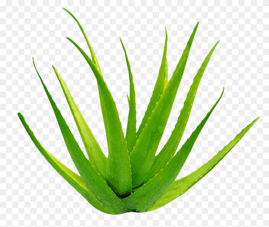 Aloe Vera, Botanical, Cactus, Succu