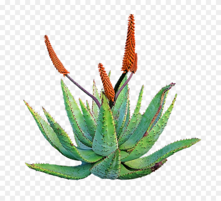 Aloe Vera, Botanical, Cactus, Succu