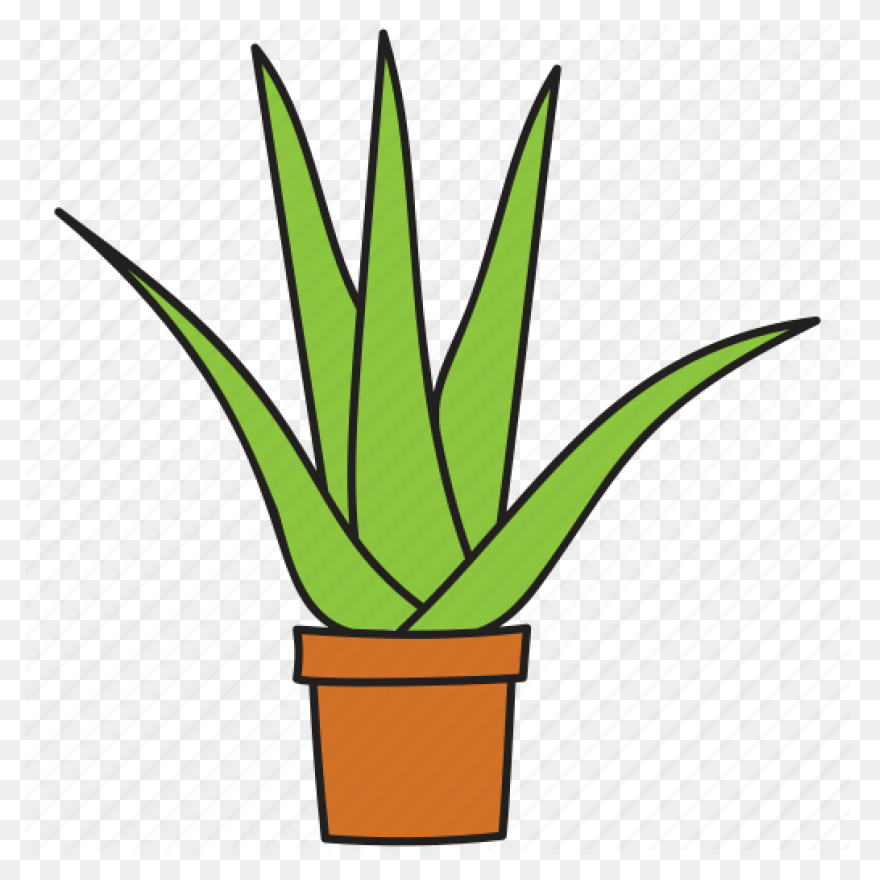 Aloe Vera Botanical Cactus Succulent - Aloe Vera