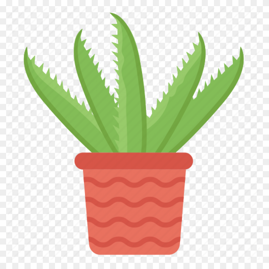 Aloe Vera, Botanical, Cactus, Succu