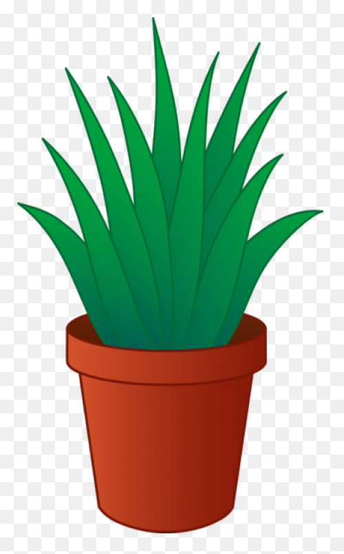 Aloe Vera, Botanical, Cactus, Succu
