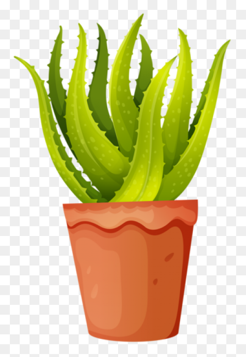Aloe Vera, Botanical, Cactus, Succu