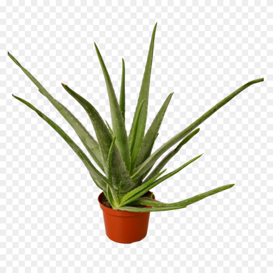 Aloe Vera, Botanical, Cactus, Succu