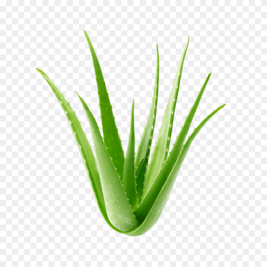 Aloe Vera, Botanical, Cactus, Succu