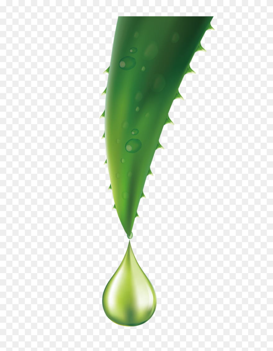 Aloe Vera, Botanical, Cactus, Succu