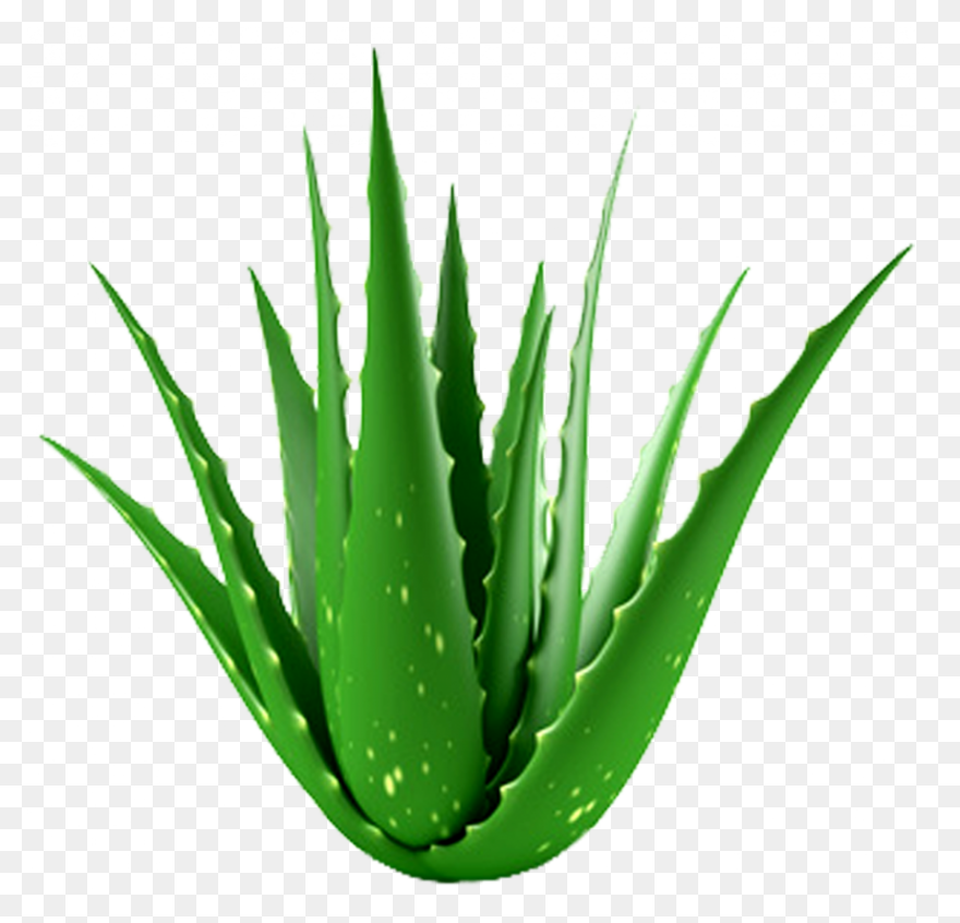Aloe Vera, Botanical, Cactus, Succu