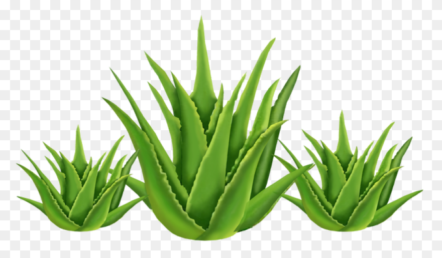 Benefits Of Organic Aloe Vera - Aloe Vera