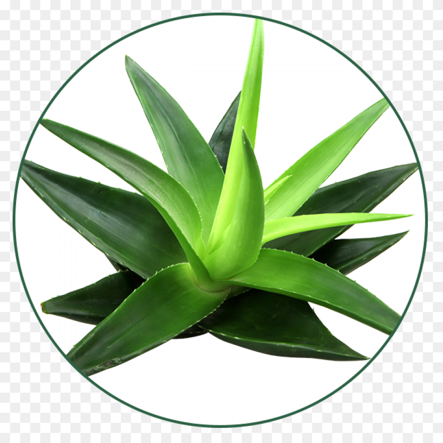 Gel De Aloe Vera Aloe - Aloe Vera