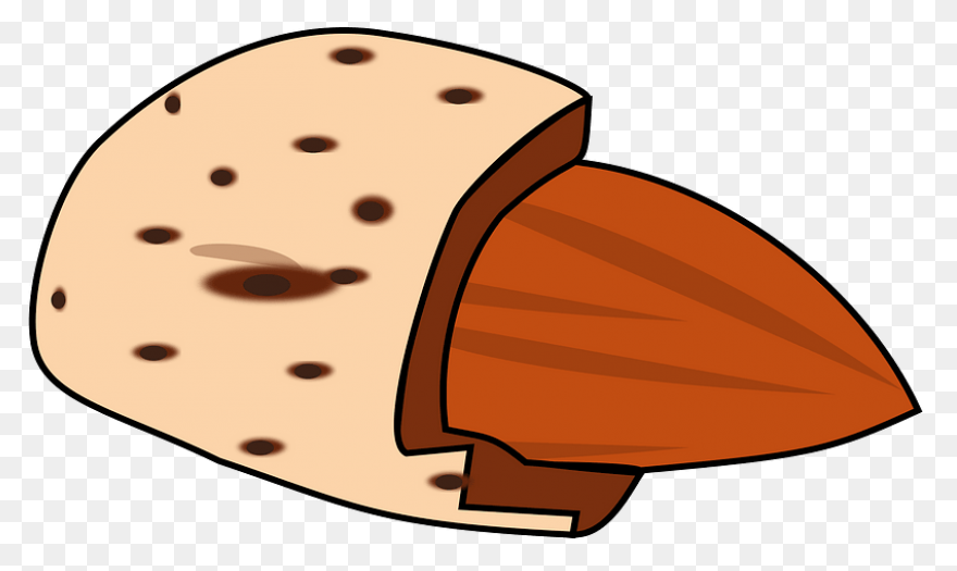 Almond Clipart. Free Download .png - Almond