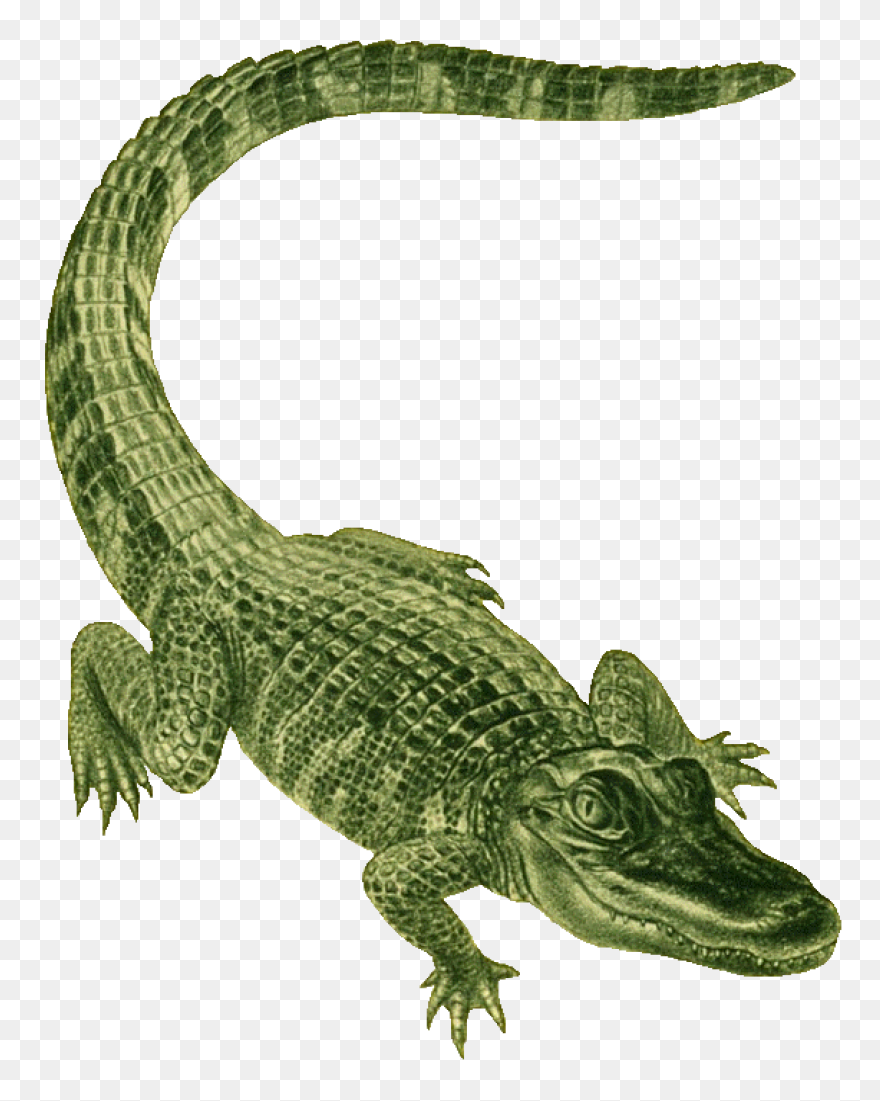 Alligator Standing Clip Art - Allig