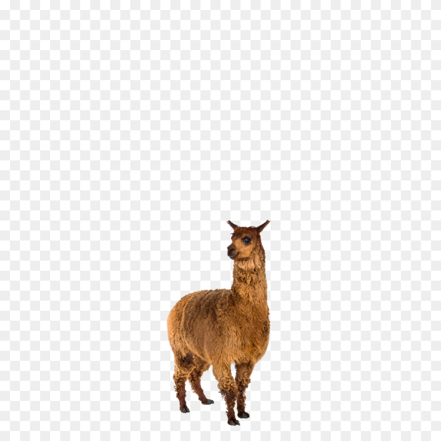 Alpaca - Free Animals Icons