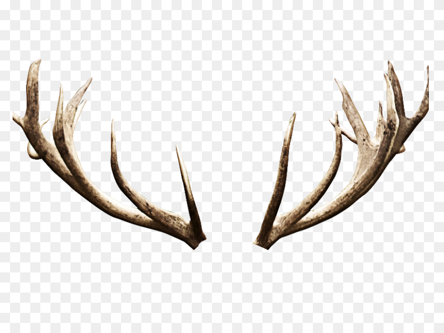 Freeuse Stock Antlers Transparent D