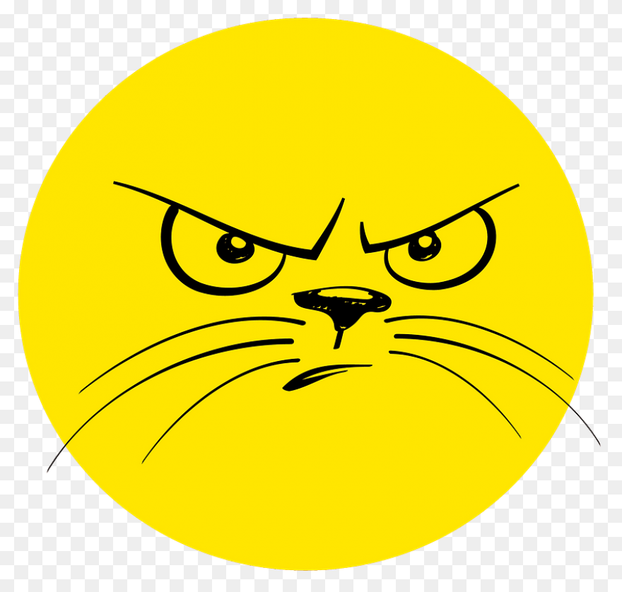Angry Cat | Angry Cat, Cat Spray, C