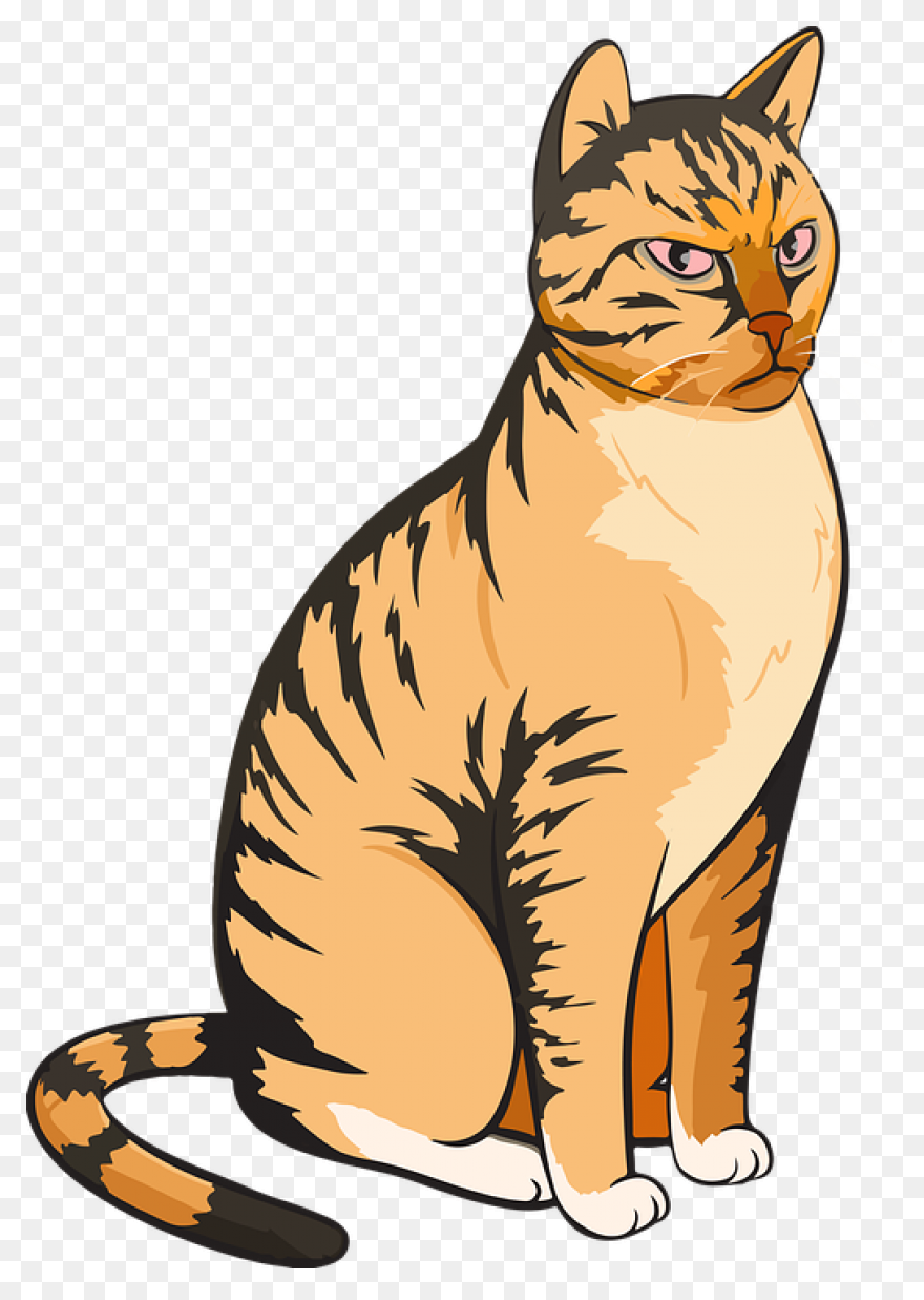 Angry Cat | Angry Cat, Cat Spray, C