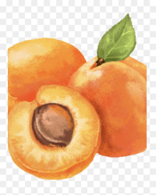 Apricot Clipart - Full Size Clipart