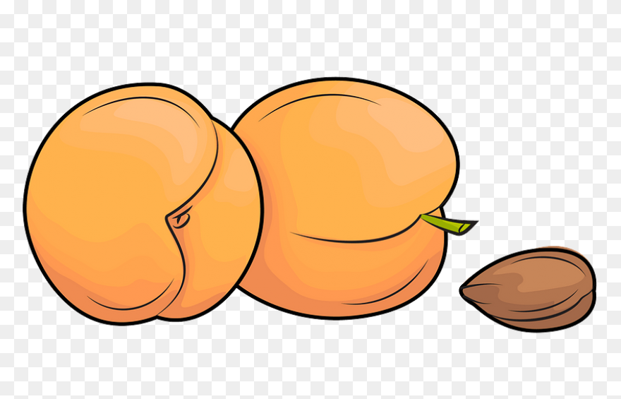 Apricot Clipart - Full Size Clipart