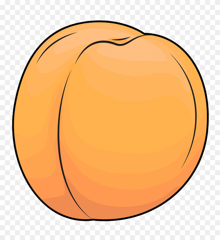 Apricot Clipart - Full Size Clipart