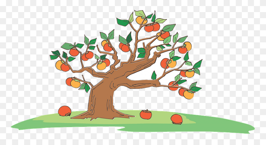 Apple Tree With Apple Basket | Appl