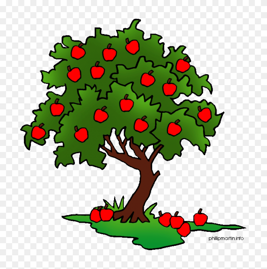 Apple Extravaganza – Day 3! - Apple Tree