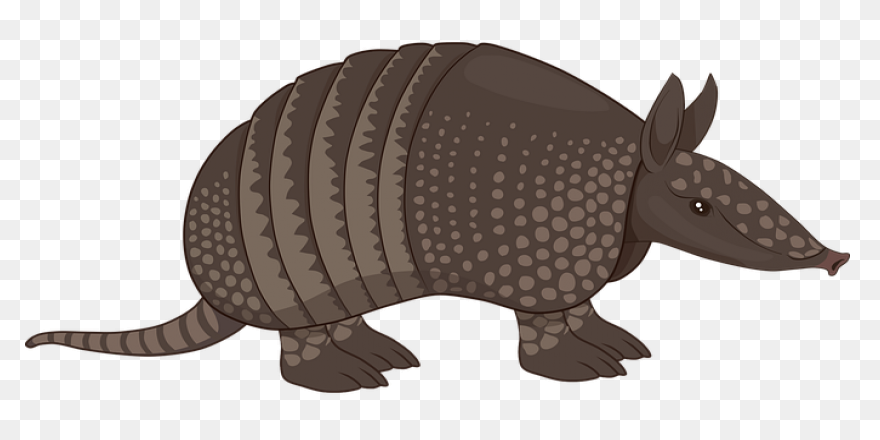 Armadillo Clipart Vector - Punxsuta