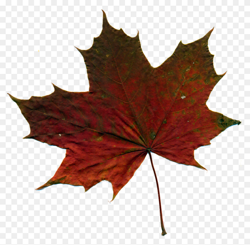 Download Download Yellow Autumn Leaf - Autumn Leaf
