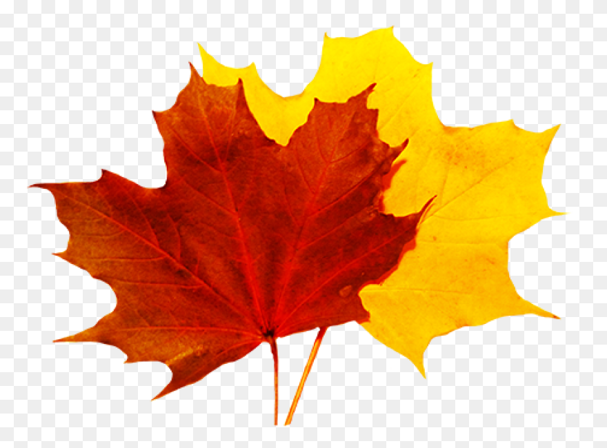 Download Apple, Pumpkin And Grape O