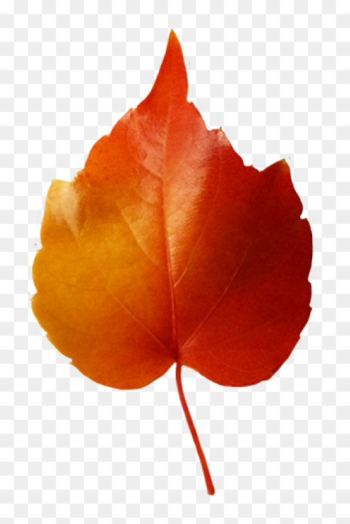 Fall-Leaves-Fall-Clip-Art-Autumn-Cl