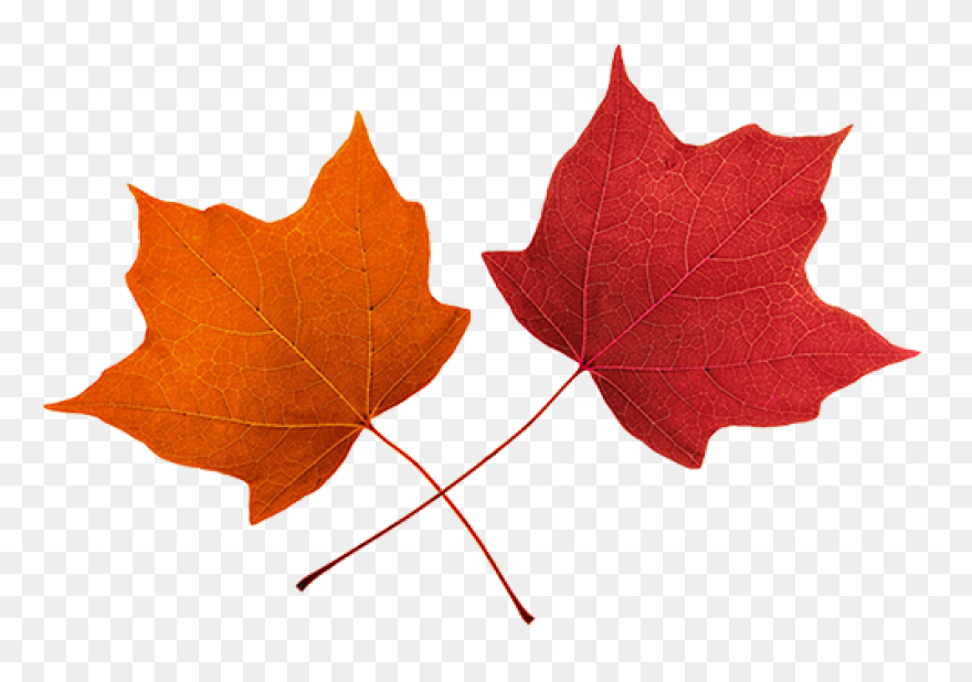 Fall-Leaves-Fall-Clip-Art-Autumn-Cl