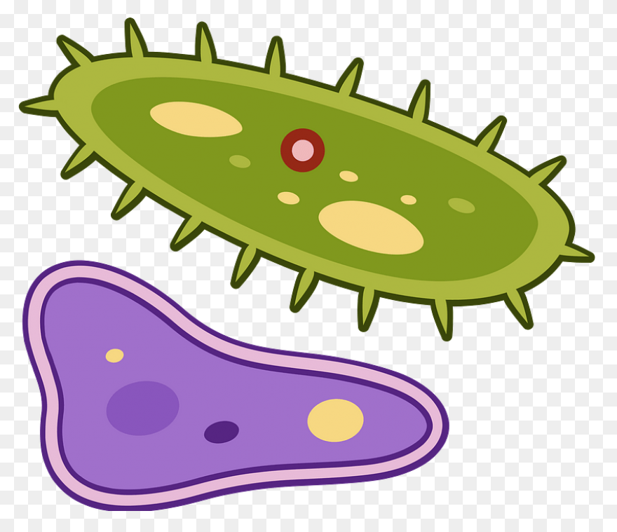 Bacteria Coccus Virus - Free Vector