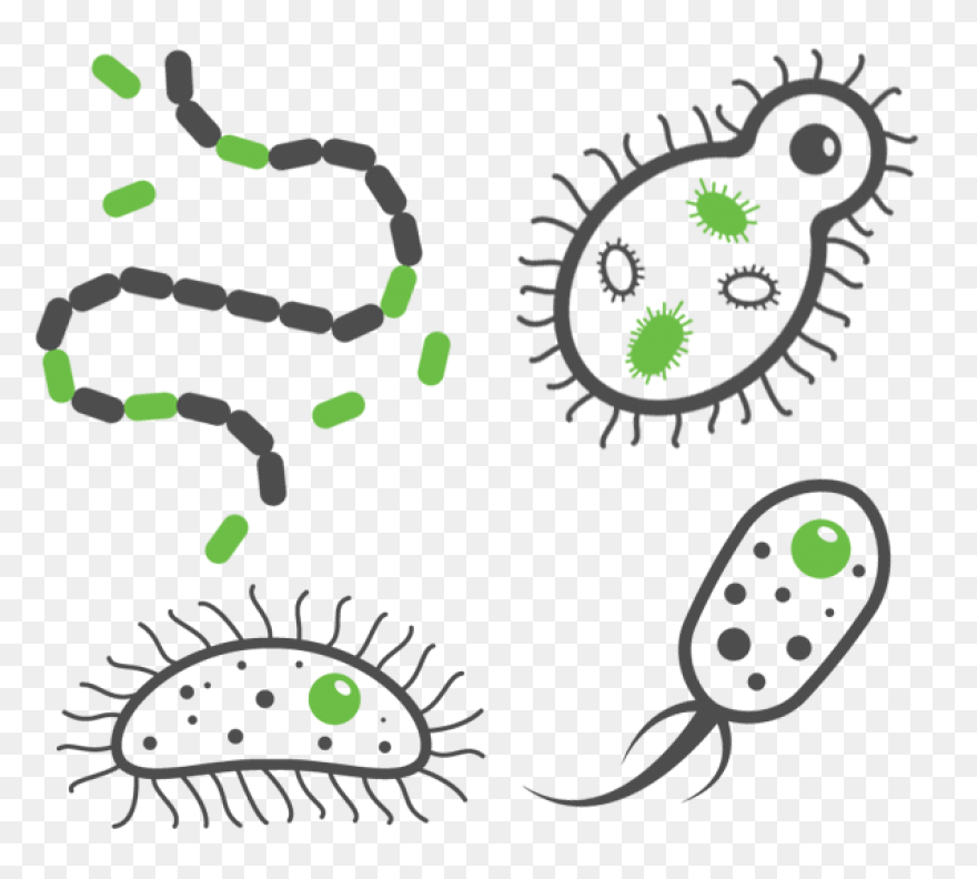 Bacteria Coccus Virus - Free Vector